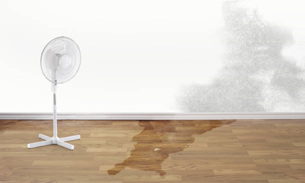 Best Professional water damage repair  in St City, AR
