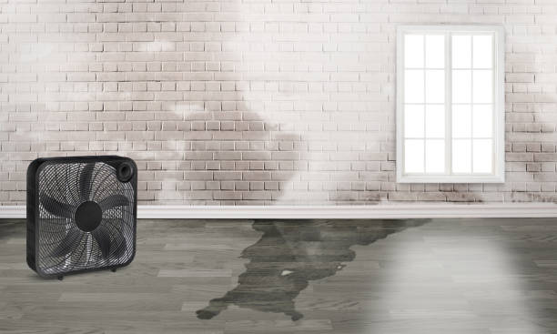 Best Water damage cleanup near me  in St City, AR